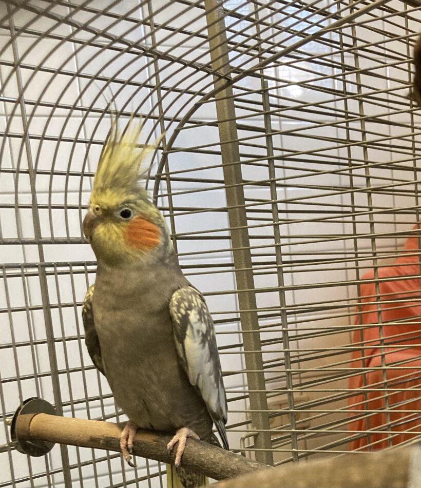 Nymphensittiche Nymphensittiche