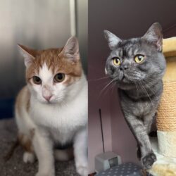 Cocktail (rot-weiß) & Captain Midnight (smoke)