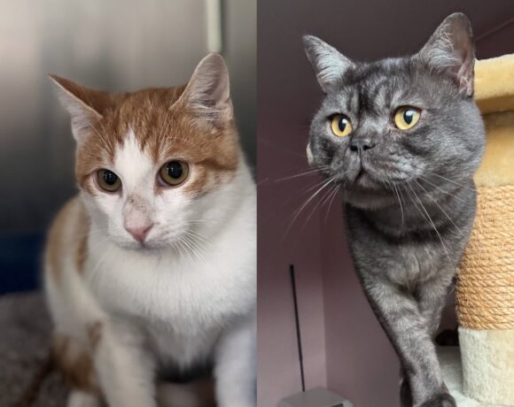 Cocktail (rot-weiß) & Captain Midnight (smoke) Cocktail (rot-weiß) & Captain Midnight (smoke)