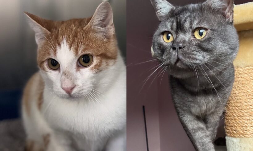 Cocktail (rot-weiß) & Captain Midnight (smoke)