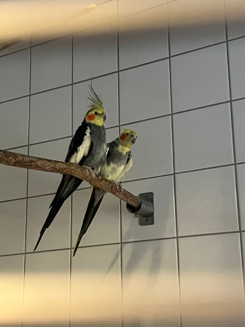 Nymphensittiche Nymphensittiche