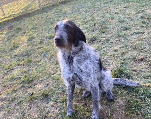 Kira (hat Interessenten)