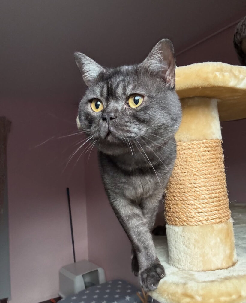 Cocktail (rot-weiß) & Captain Midnight (smoke)