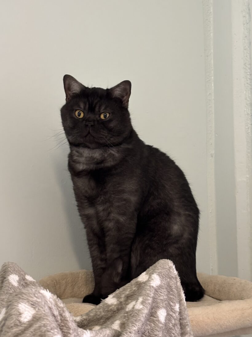 Cocktail (rot-weiß) & Captain Midnight (smoke)