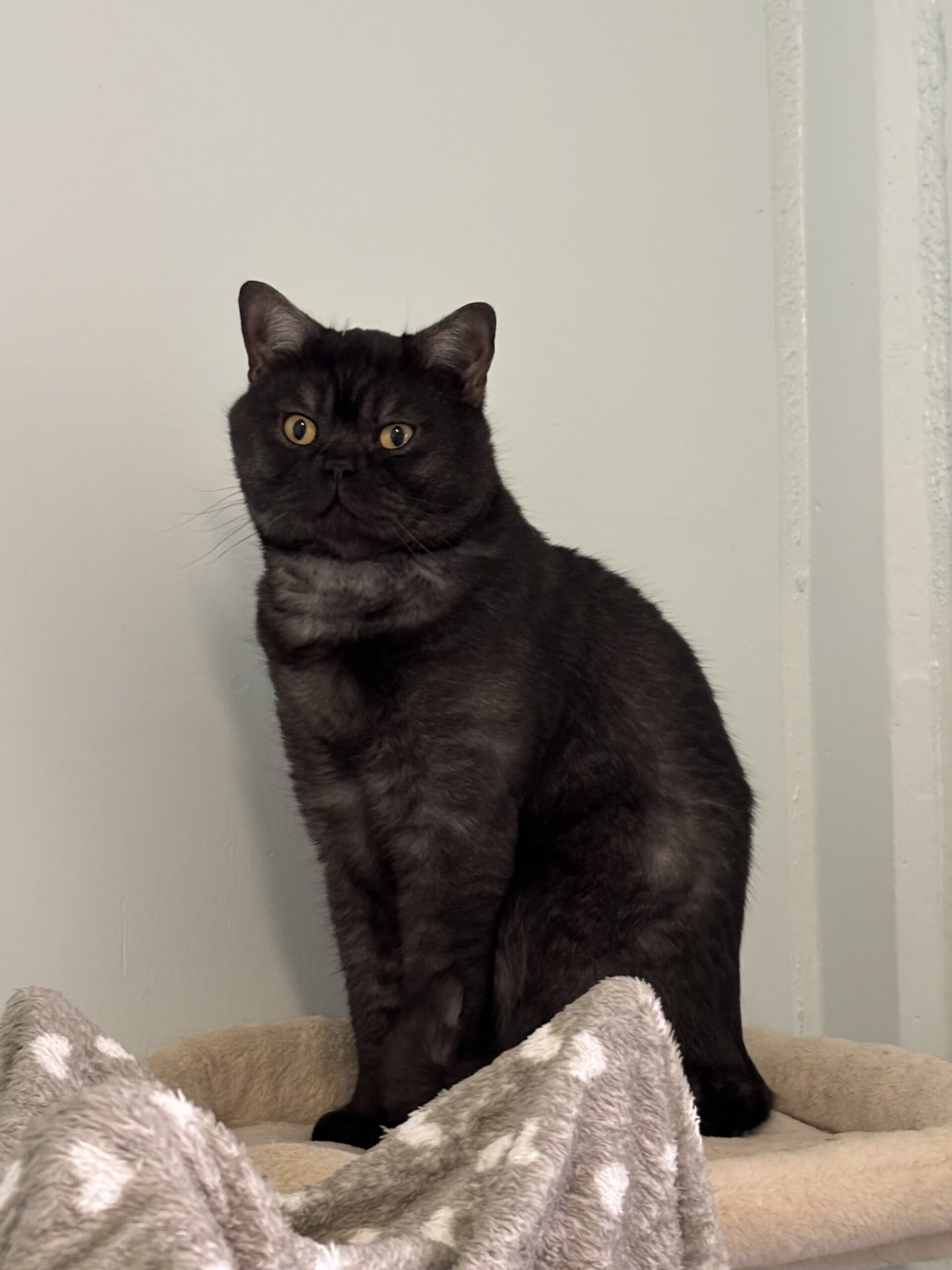 Cocktail (rot-weiß) & Captain Midnight (smoke) Cocktail (rot-weiß) & Captain Midnight (smoke)