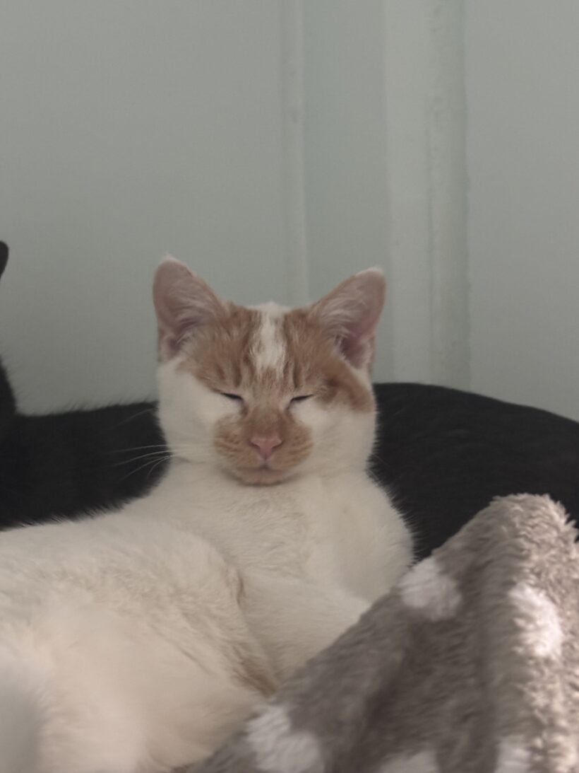 Cocktail (rot-weiß) & Captain Midnight (smoke)