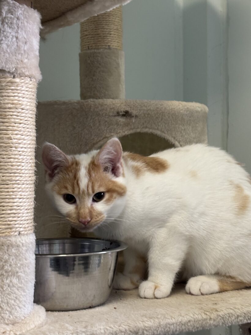 Cocktail (rot-weiß) & Captain Midnight (smoke)