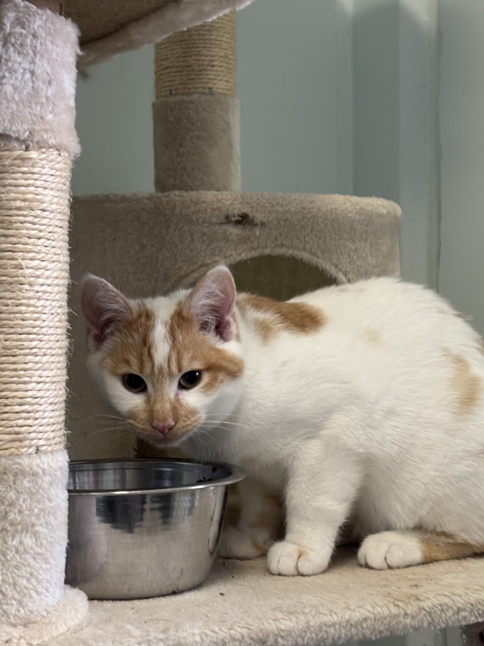 Cocktail (rot-weiß) & Captain Midnight (smoke) Cocktail (rot-weiß) & Captain Midnight (smoke)