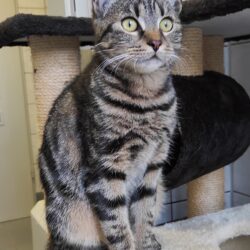 FUND: Katze, getigert, weiblich, nicht gechipt