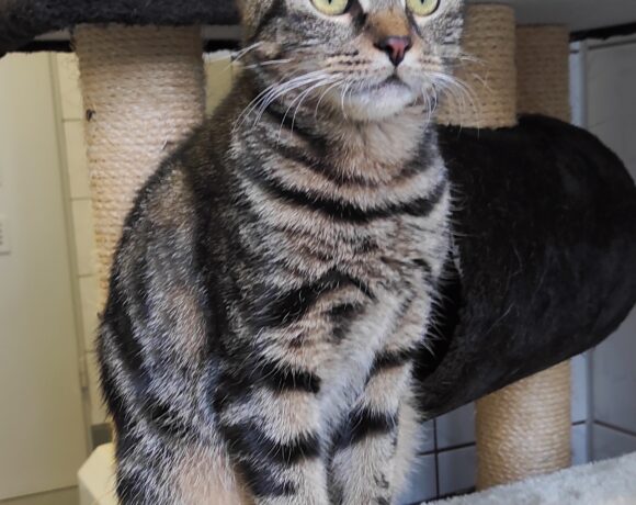 FUND: Katze, getigert, weiblich, nicht gechipt