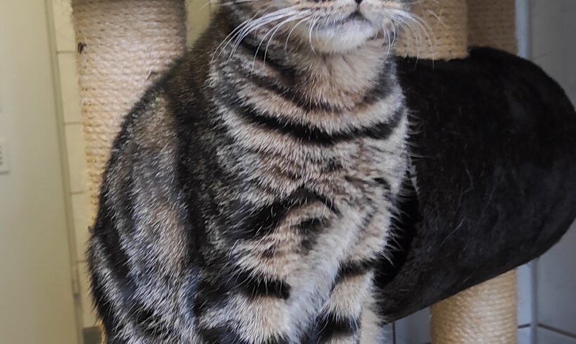 FUND: Katze, getigert, weiblich, nicht gechipt