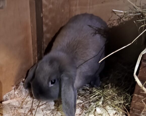 Fund: Kaninchen, Widder, weiblich, Margaretenstraße