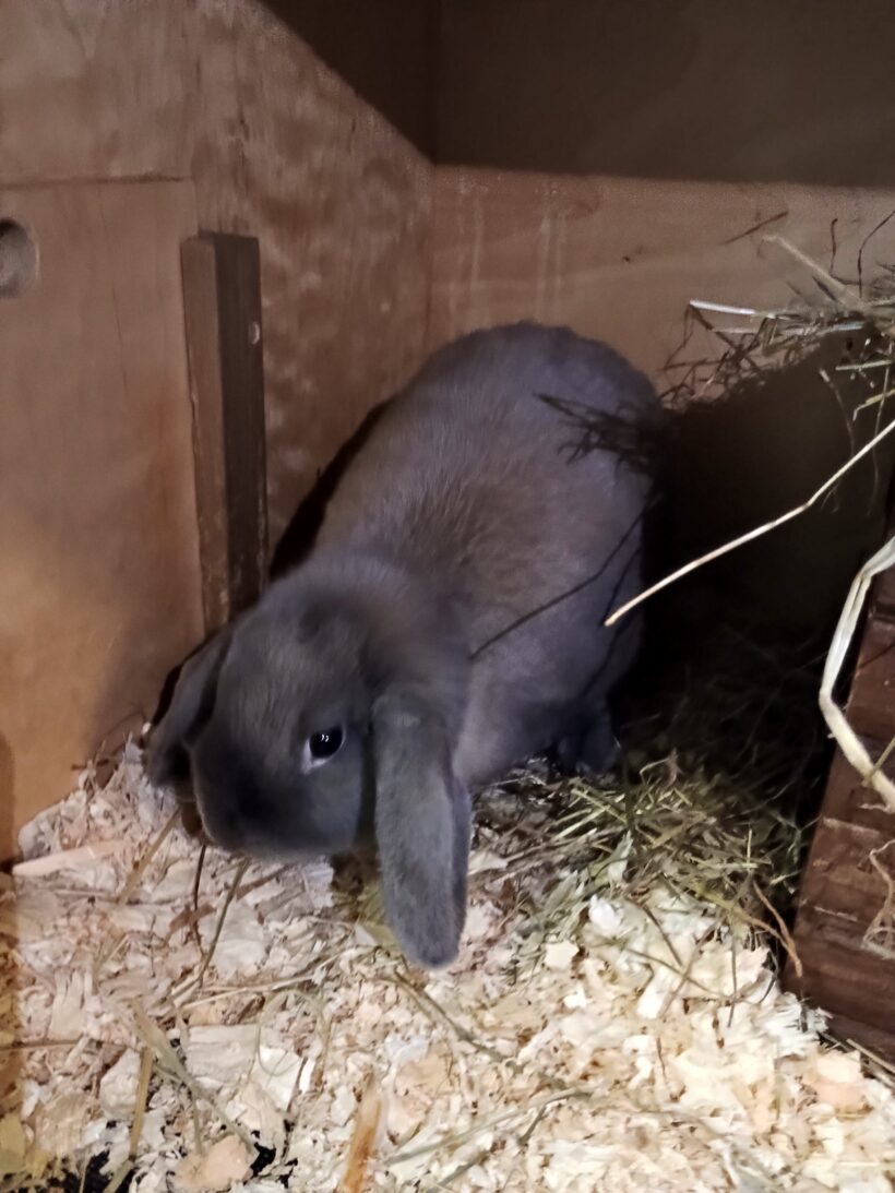 Fund: Kaninchen, Widder, weiblich, Margaretenstraße