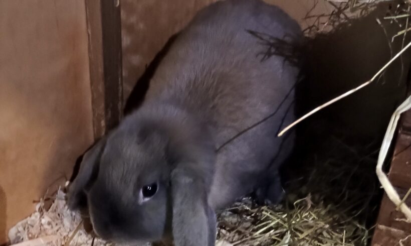 Fund: Kaninchen, Widder, weiblich, Margaretenstraße Fund: Kaninchen, Widder, weiblich, Margaretenstraße