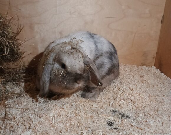 Fund: 2 Kaninchen, Widder, Beethovenstraße