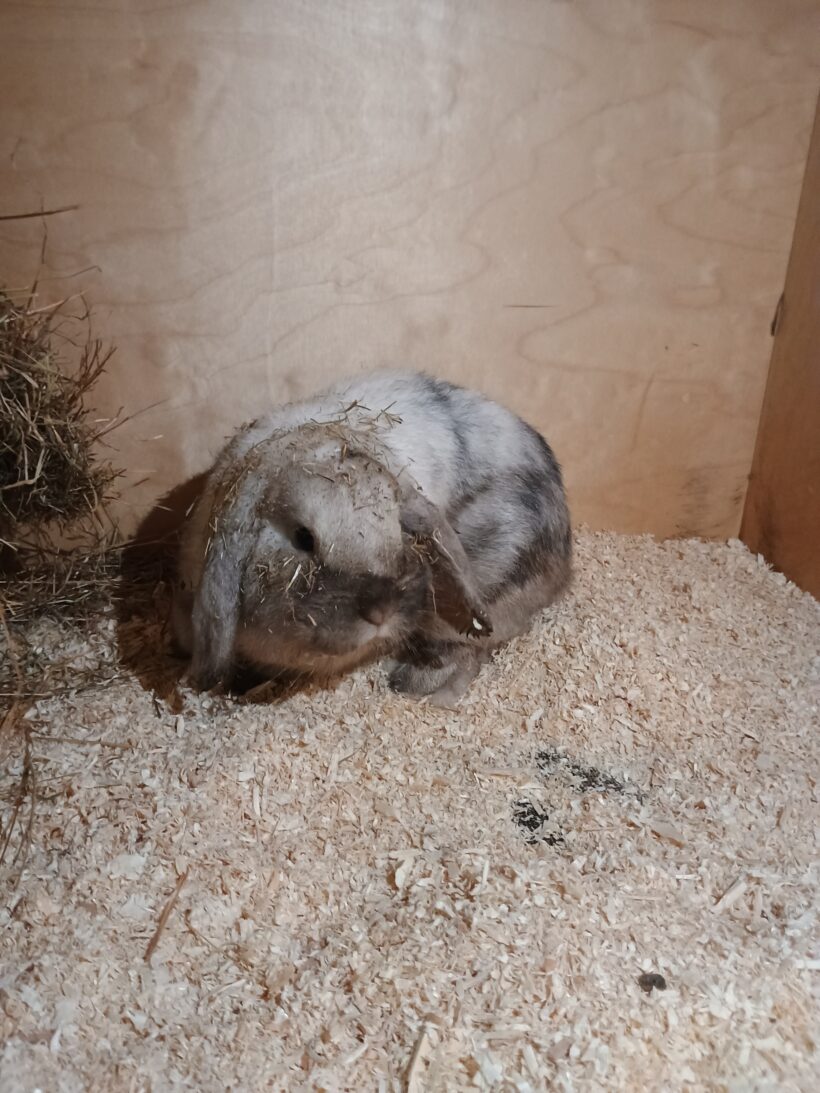 Fund: 2 Kaninchen, Widder, Beethovenstraße