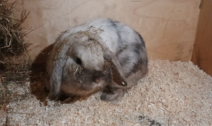 Fund: 2 Kaninchen, Widder, Beethovenstraße Fund: 2 Kaninchen, Widder, Beethovenstraße