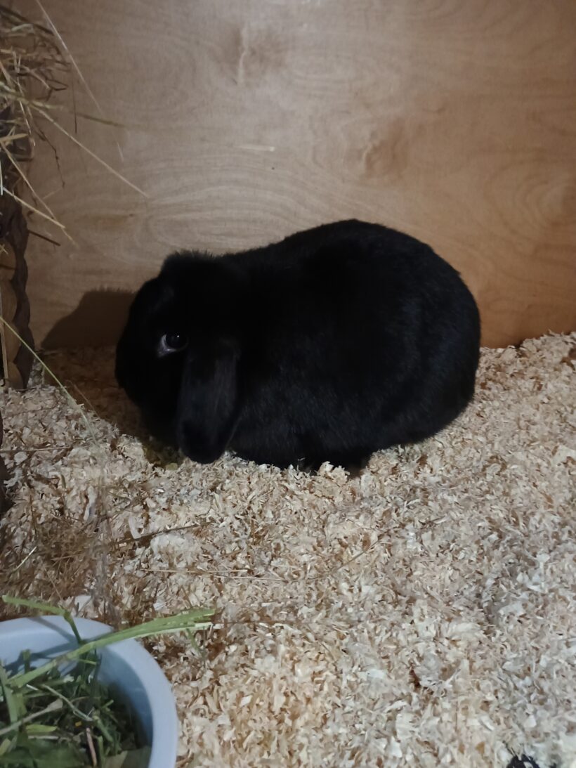 Fund: 2 Kaninchen, Widder, Beethovenstraße