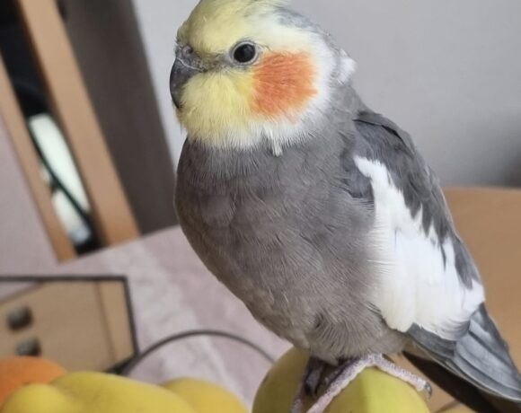 VERMISST: Nymphensittich VERMISST: Nymphensittich