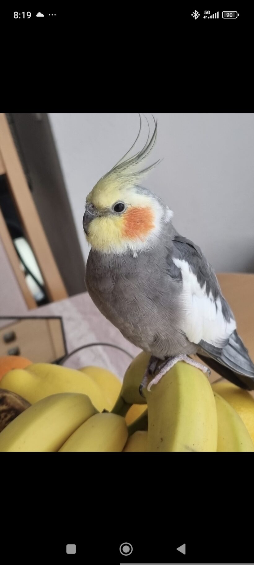 VERMISST: Nymphensittich VERMISST: Nymphensittich