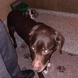 FUND: Labrador Hündin, braun