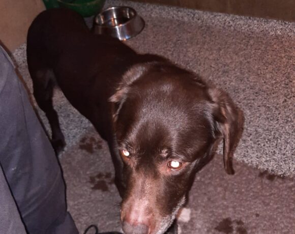 FUND: Labrador Hündin, braun