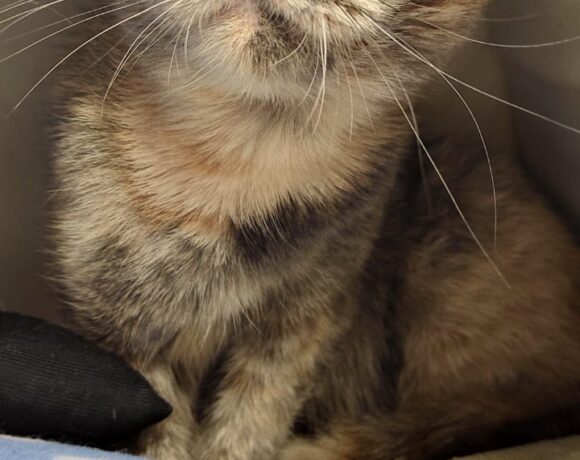 FUND: Scottish Fold, weibchen, keinen Chip