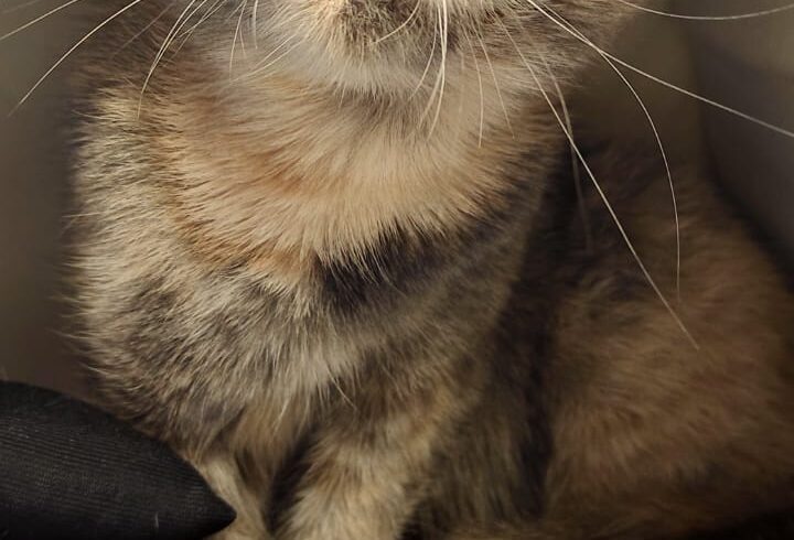 FUND: Scottish Fold, weibchen, keinen Chip