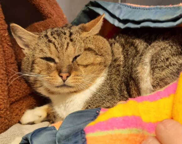 GEFUNDEN: Kater, unkastriert und nicht gechipt