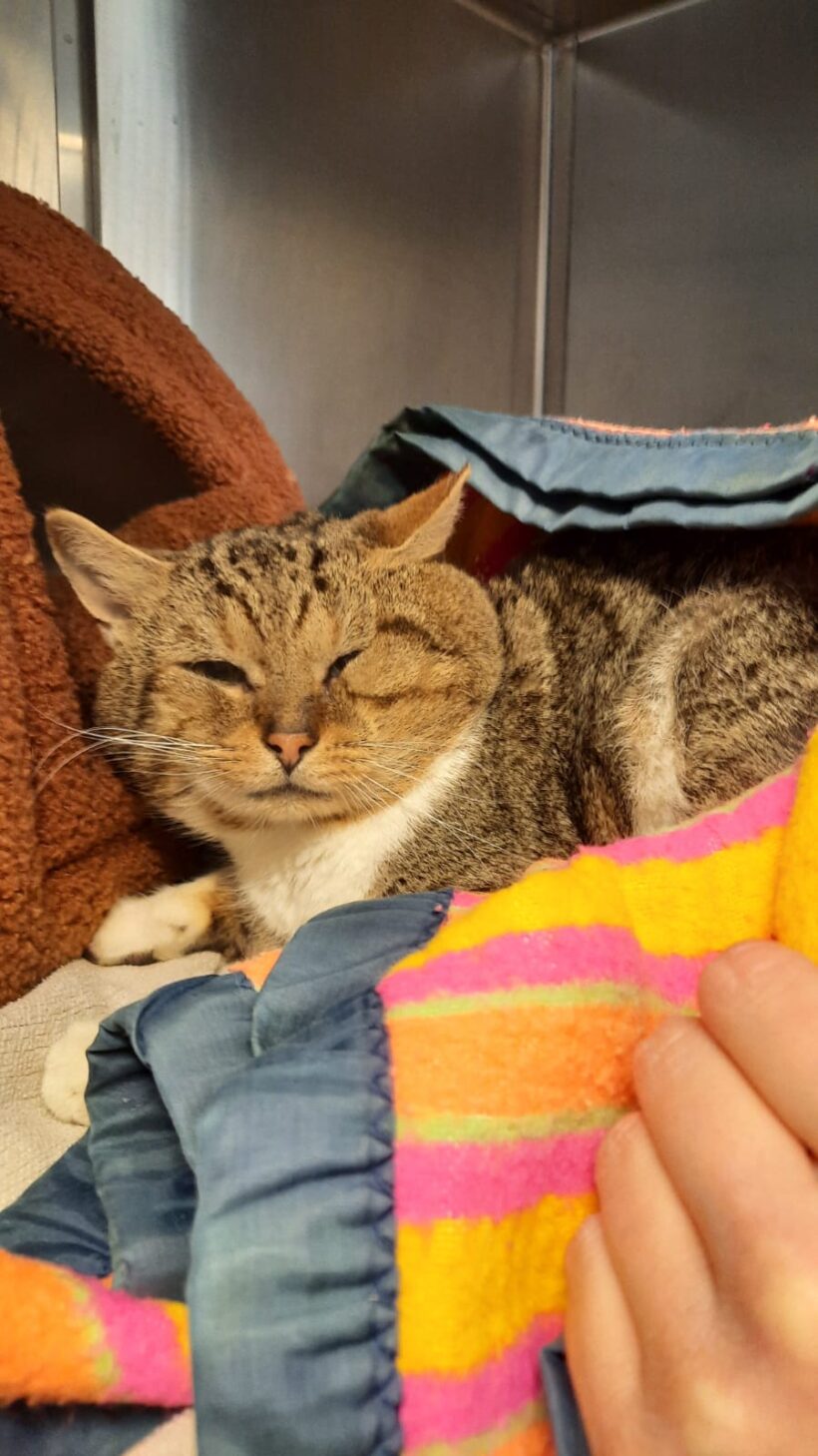 GEFUNDEN: Kater, unkastriert und nicht gechipt