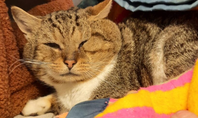 GEFUNDEN: Kater, unkastriert und nicht gechipt