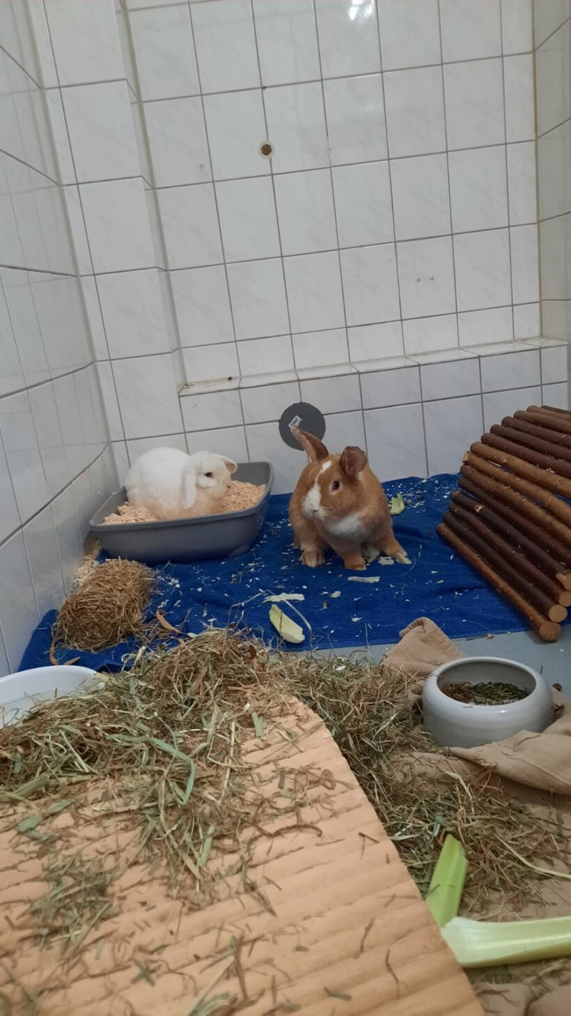 Zora & Snowy Zora & Snowy