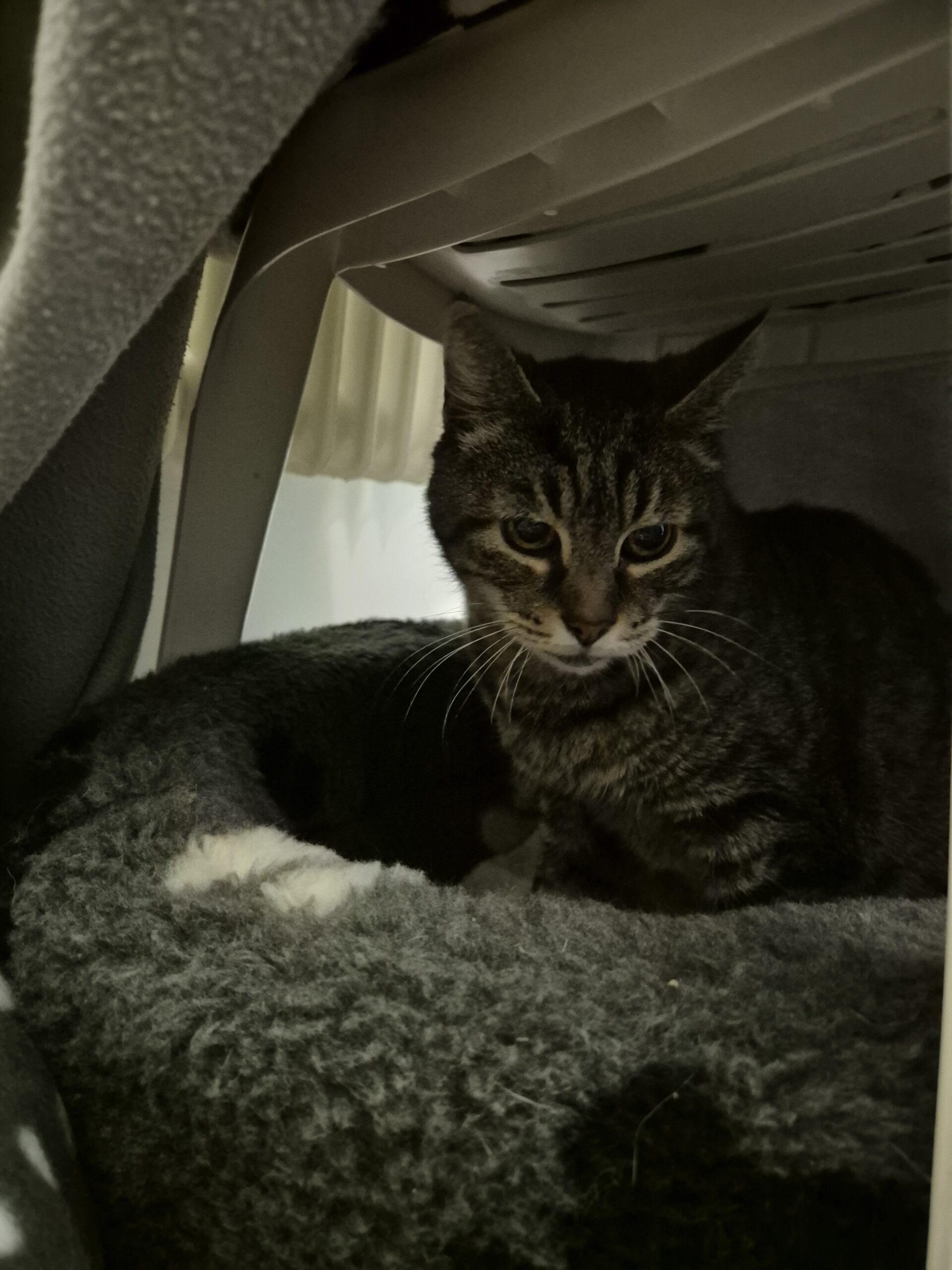 Tiger & Buggy Tiger & Buggy