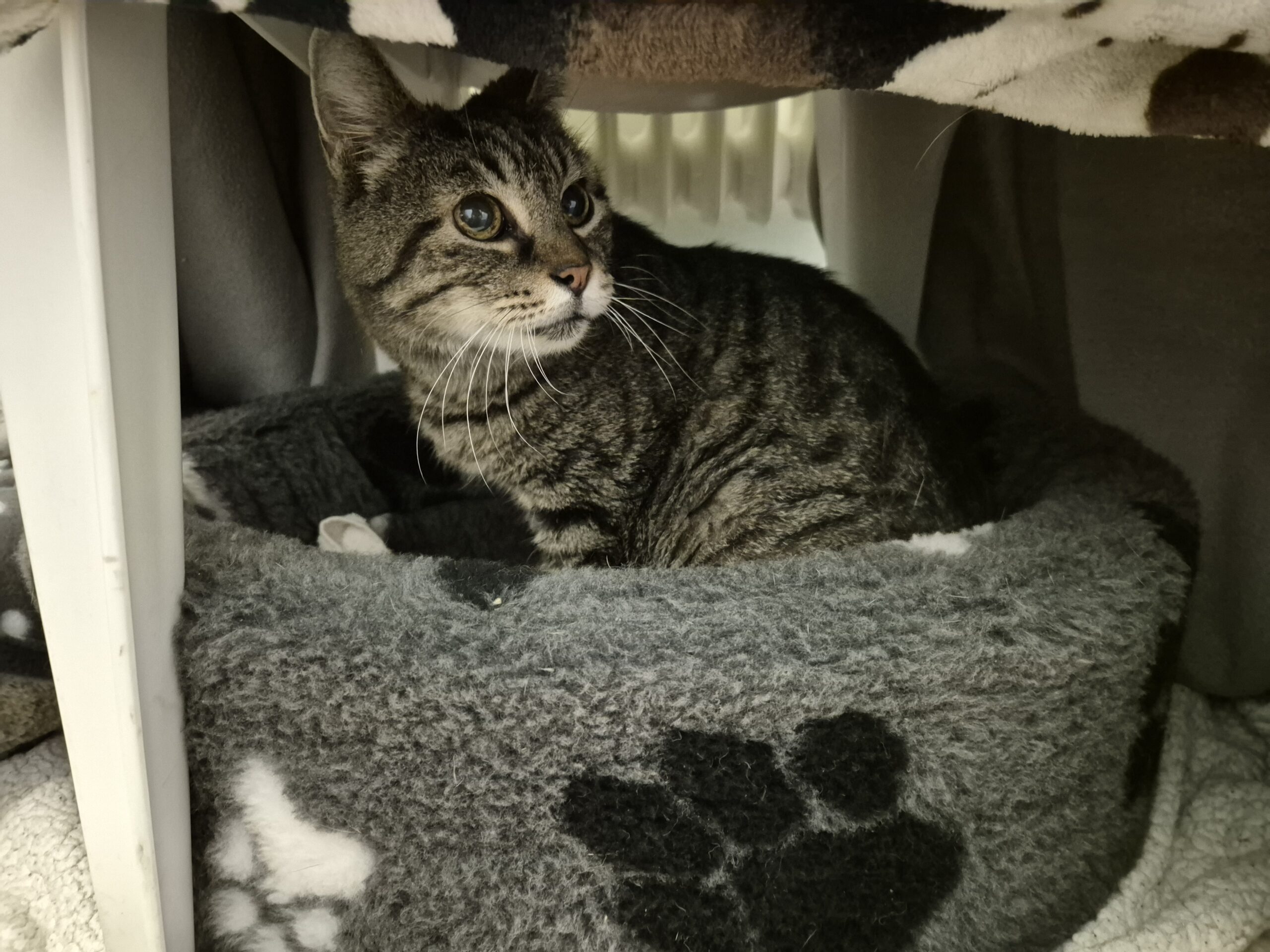 Tiger & Buggy Tiger & Buggy