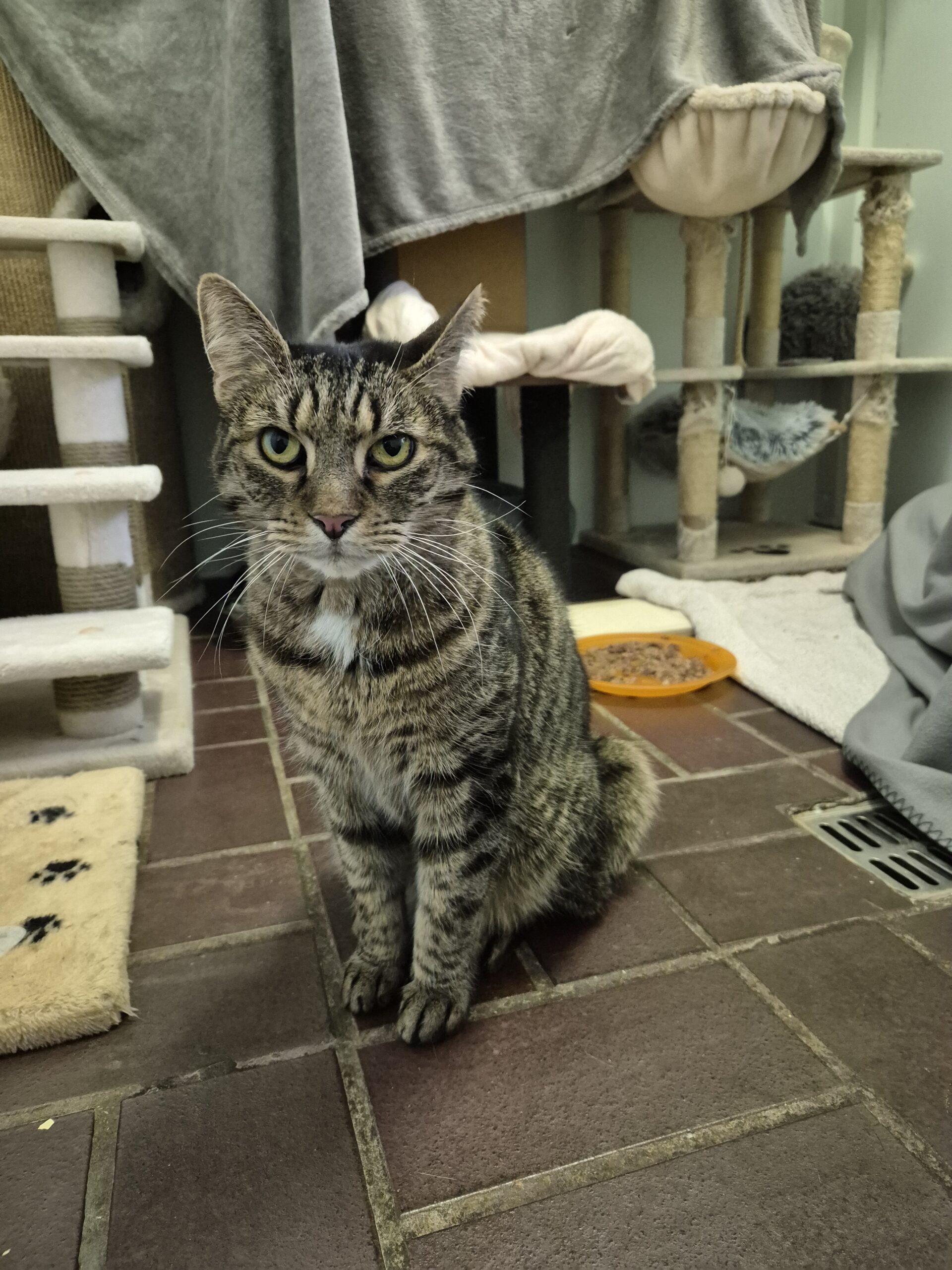 Tiger & Buggy Tiger & Buggy