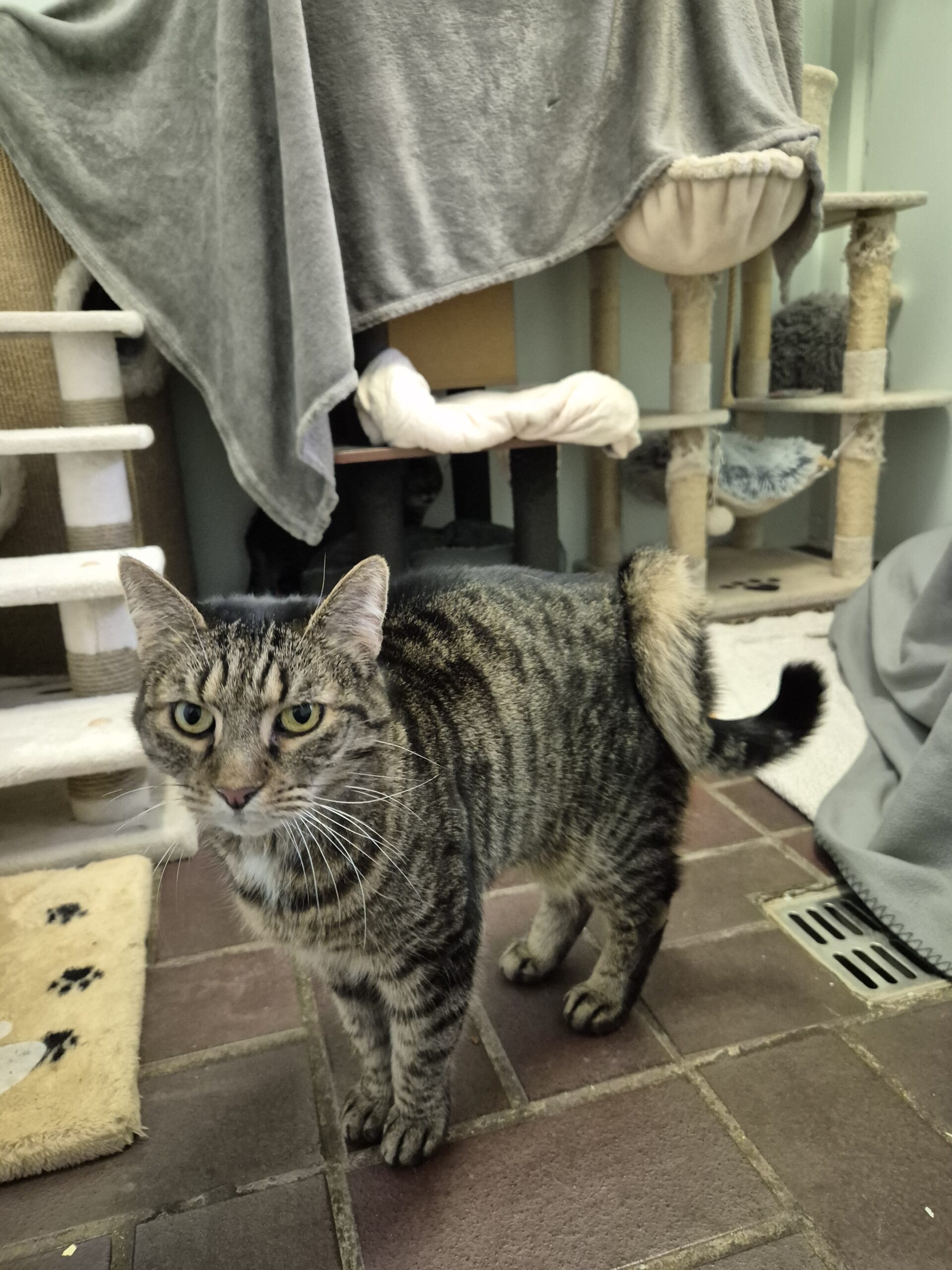 Tiger & Buggy Tiger & Buggy