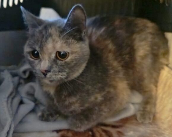 Fund: Katze, weiblich
