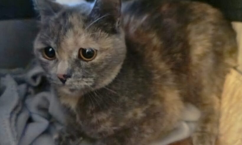 Fund: Katze, weiblich