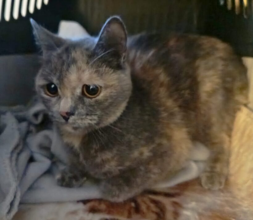 Fund: Katze, weiblich