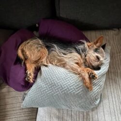 VERMISST: Yorkshire Terrier Rüde „Milo“