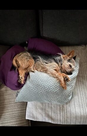 VERMISST: Yorkshire Terrier Rüde „Milo“