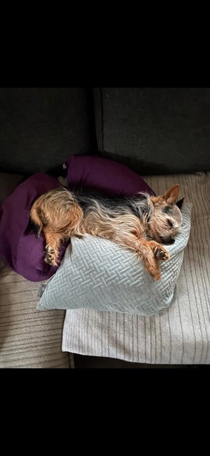 VERMISST: Yorkshire Terrier Rüde „Milo“ VERMISST: Yorkshire Terrier Rüde „Milo“