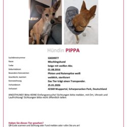 VERMISST: Hündin Pippa