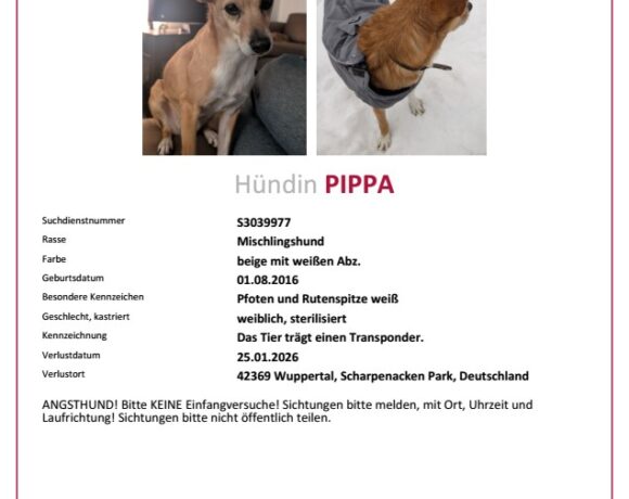 VERMISST: Hündin Pippa