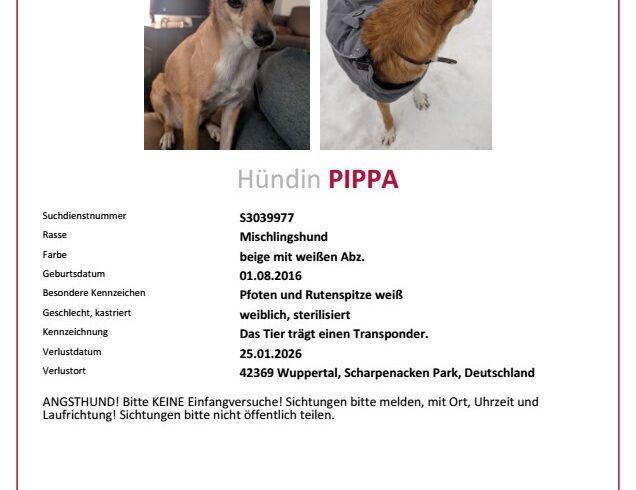 VERMISST: Hündin Pippa