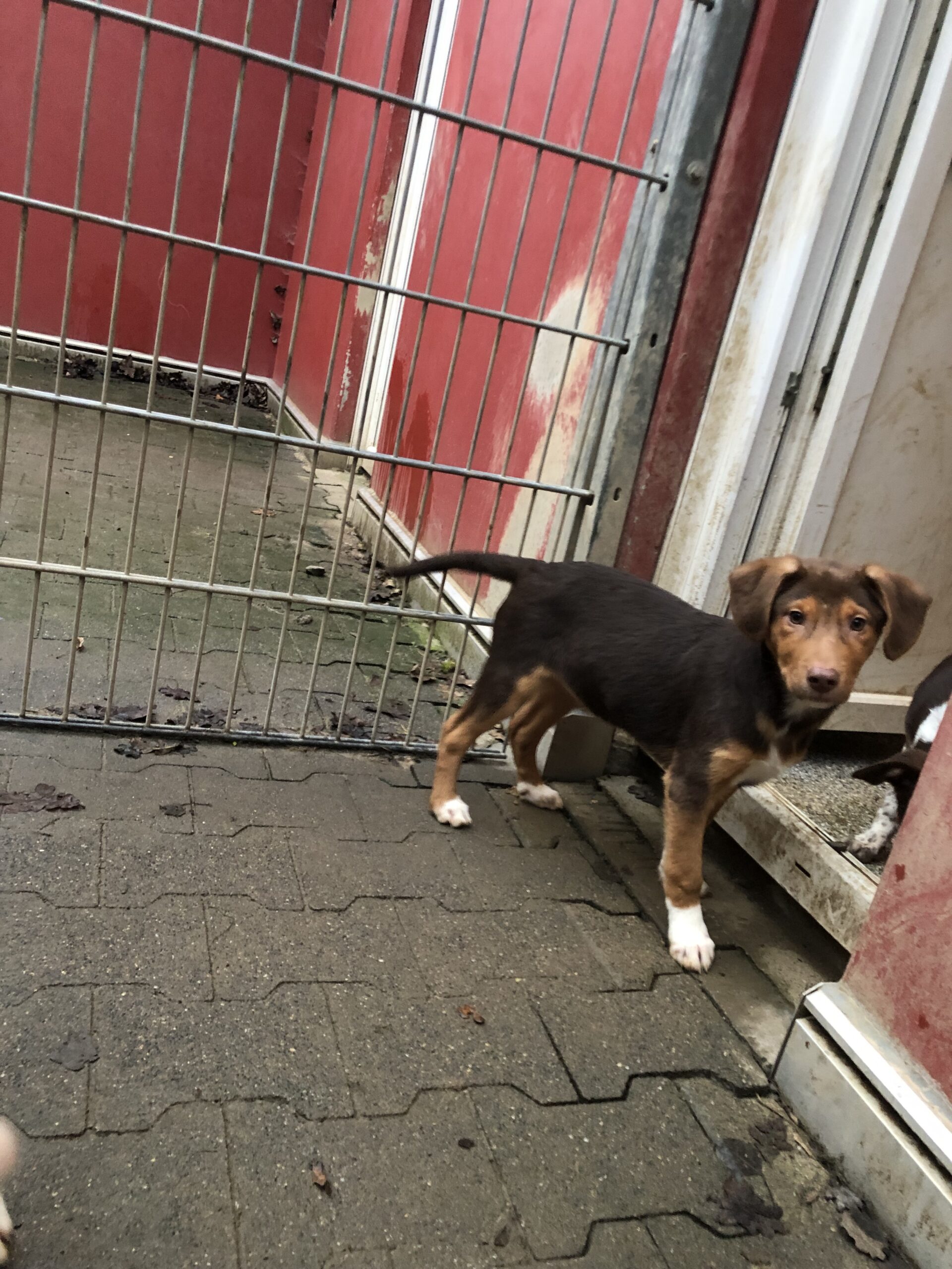 Phil (hat Interessenten) Phil (hat Interessenten)