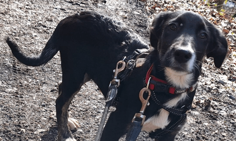 Ron (hat Interessenten)