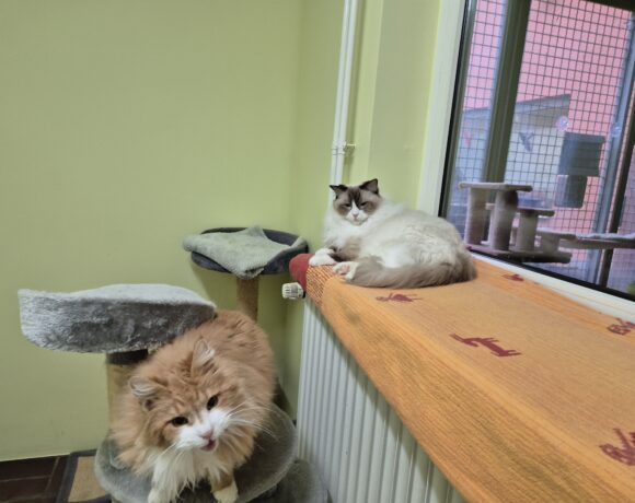 Kirigi & Filou Kirigi & Filou