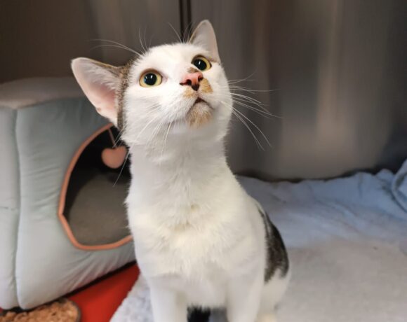 Fund: Unkastrierter Kater, weiß mit braun, Zietenstraße