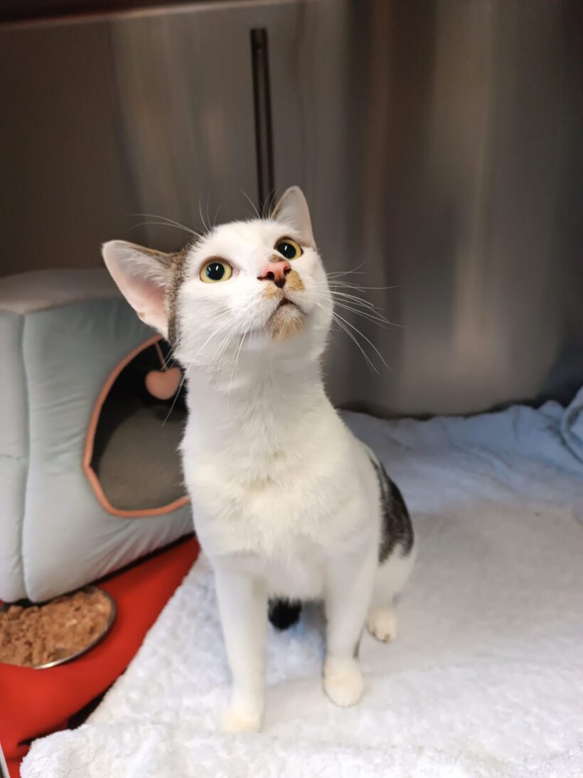 Fund: Unkastrierter Kater, weiß mit braun, Zietenstraße